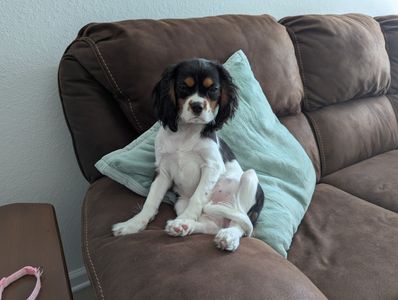 Scenthound Naples Pine Ridge photo 45