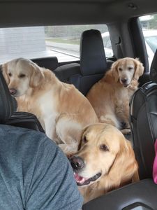 Scenthound Naples Pine Ridge photo 46