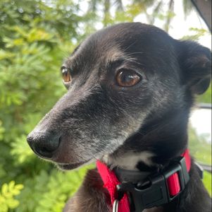 Scenthound Naples Pine Ridge photo 47