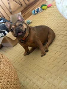 Scenthound Naples Pine Ridge photo 48