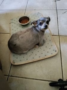 Scenthound Naples Pine Ridge photo 49