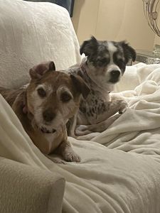 Scenthound Naples Pine Ridge photo 51