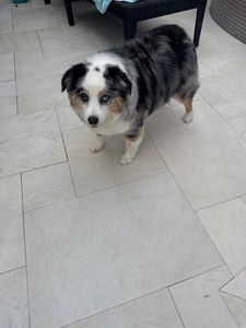 Scenthound Naples Pine Ridge photo 53