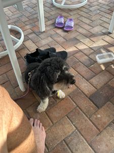 Scenthound Naples Pine Ridge photo 54