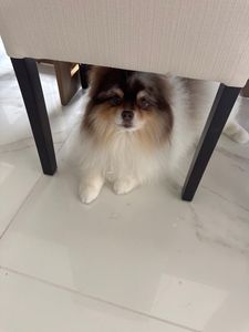 Scenthound Naples Pine Ridge photo 55