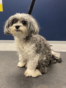 Scenthound Naples Pine Ridge photo 4