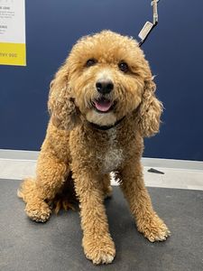 Scenthound Naples Pine Ridge photo 5