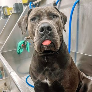 Scenthound Naples Pine Ridge photo 12