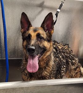 Scenthound Naples Pine Ridge photo 13