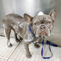 Scenthound Naples Pine Ridge photo 15