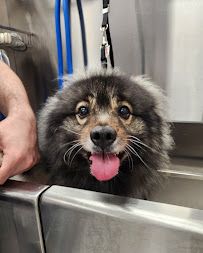 Scenthound Naples Pine Ridge photo 17