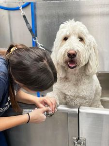 Scenthound Naples Pine Ridge photo 23