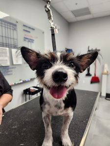 Scenthound Naples Pine Ridge photo 24