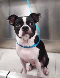 Scenthound Naples Pine Ridge photo 27