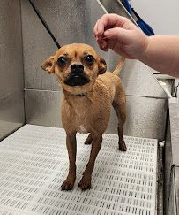 Scenthound Naples Pine Ridge photo 29