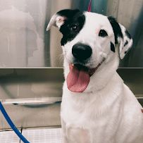 Scenthound Naples Pine Ridge photo 31