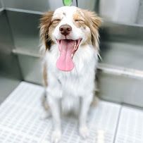 Scenthound Naples Pine Ridge photo 33