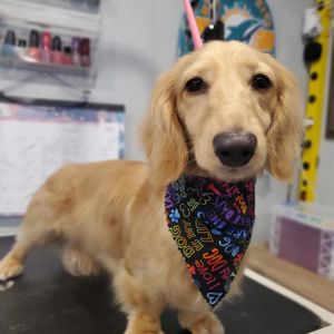 Lala’s Casa Grooming & Boarding