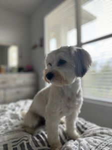 Arts and Barks Jeanette’s Pet Grooming photo 4