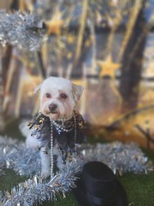 Arts and Barks Jeanette’s Pet Grooming photo 7