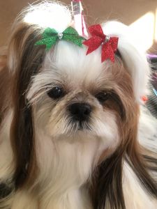 Arts and Barks Jeanette’s Pet Grooming photo 8