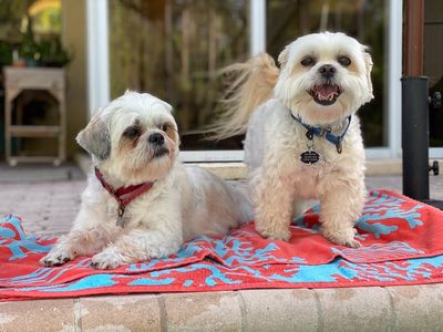 Arts and Barks Jeanette’s Pet Grooming photo 9