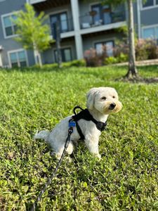 Arts and Barks Jeanette’s Pet Grooming photo 10