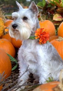 Arts and Barks Jeanette’s Pet Grooming photo 11