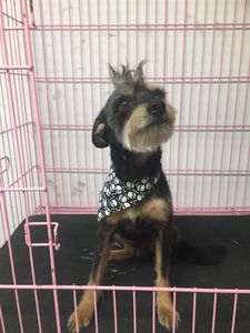 Arts and Barks Jeanette’s Pet Grooming photo 14