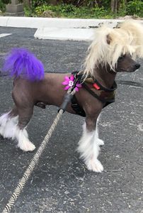 Arts and Barks Jeanette’s Pet Grooming photo 15