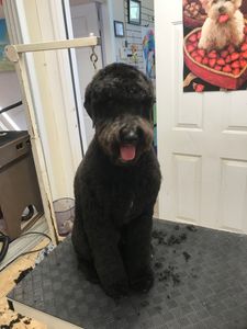 Arts and Barks Jeanette’s Pet Grooming photo 17