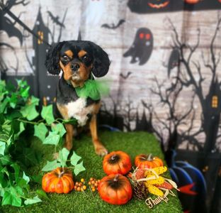 Arts and Barks Jeanette’s Pet Grooming photo 19