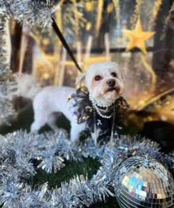 Arts and Barks Jeanette’s Pet Grooming photo 20