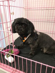 Arts and Barks Jeanette’s Pet Grooming photo 21