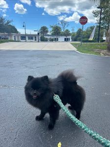 Arts and Barks Jeanette’s Pet Grooming photo 22