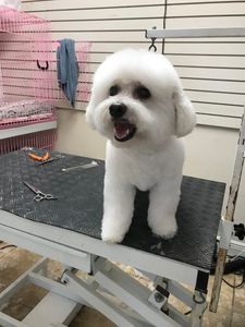 Arts and Barks Jeanette’s Pet Grooming photo 23