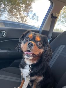 Arts and Barks Jeanette’s Pet Grooming photo 26