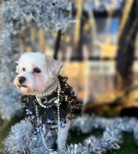 Arts and Barks Jeanette’s Pet Grooming photo 28