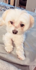 Arts and Barks Jeanette’s Pet Grooming photo 29