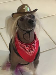 Arts and Barks Jeanette’s Pet Grooming photo 31