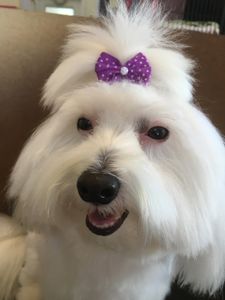 Arts and Barks Jeanette’s Pet Grooming photo 33