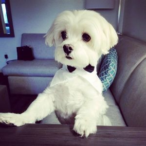 Arts and Barks Jeanette’s Pet Grooming photo 34