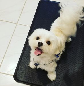 Arts and Barks Jeanette’s Pet Grooming photo 35