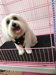 Arts and Barks Jeanette’s Pet Grooming photo 37