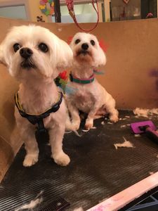 Arts and Barks Jeanette’s Pet Grooming photo 38