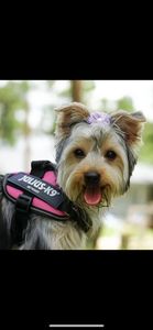 Arts and Barks Jeanette’s Pet Grooming photo 39