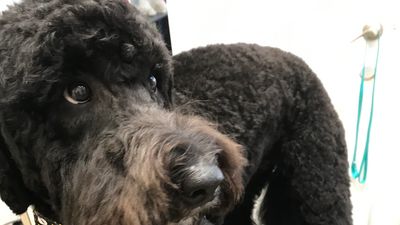 Arts and Barks Jeanette’s Pet Grooming