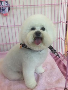 Arts and Barks Jeanette’s Pet Grooming photo 2