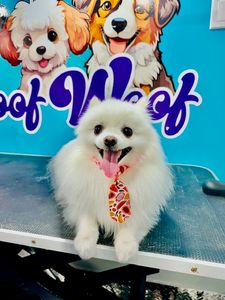 Woof Woof Luxury Mobile Pet Grooming Naples