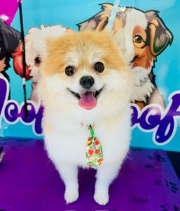 Woof Woof Luxury Mobile Pet Grooming Naples